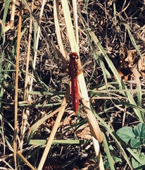 Broad Scarlet