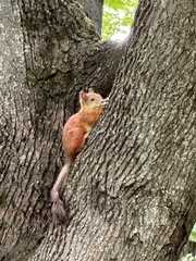 Eurasian Red Squirrel