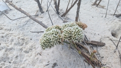 Paronychia erecta, photograph (c) Peyton Phelps, some rights reserved (CC BY)