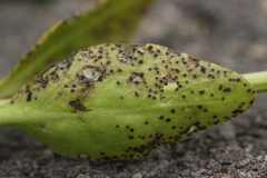 Puccinia vincae
