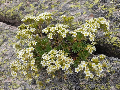 Saxifraga pentadactylis