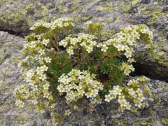 Saxifraga pentadactylis