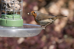 Erithacus rubecula