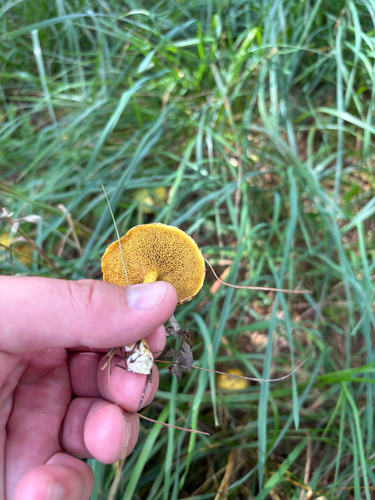 iNaturalist observation photo of Chicken Fat Mushroom