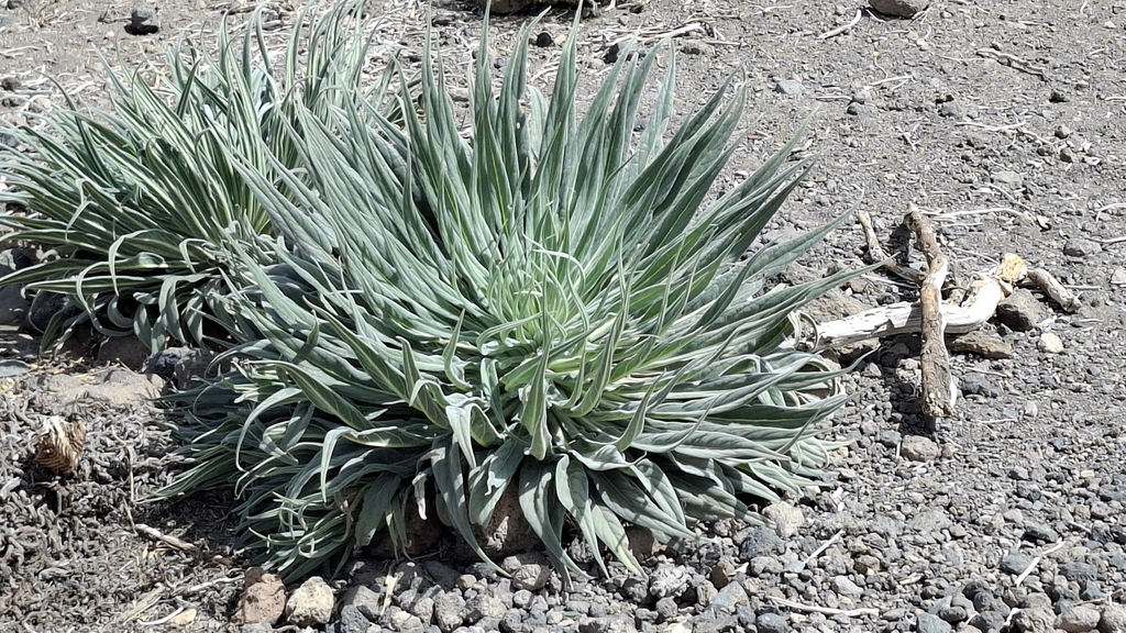Echium wildpretii; photograph (c) franciscodocampo, some rights reserved (CC BY)
