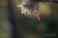 Tillandsia arroyoensis