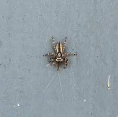 Menemerus bivittatus