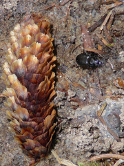 Pterostichus adstrictus