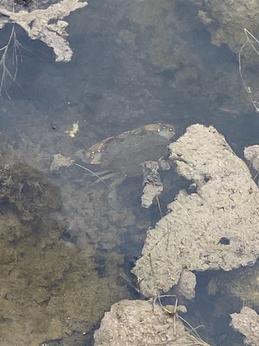 Atlantic Blue Crab