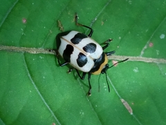 Oligocorynus jansoni