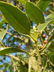 Ilex aquifolium