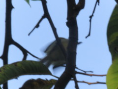 Todirostrum maculatum