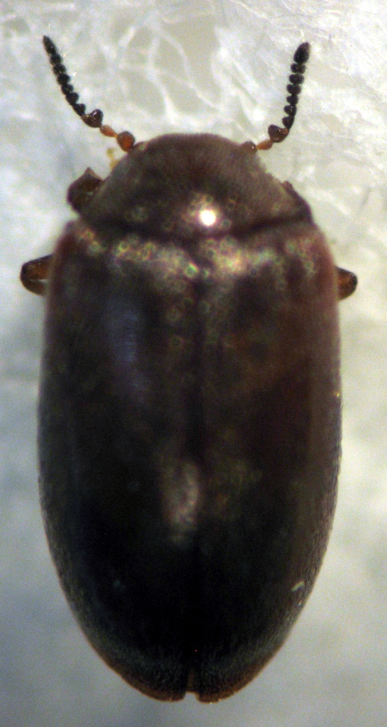 Amplectopus