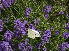 Large White