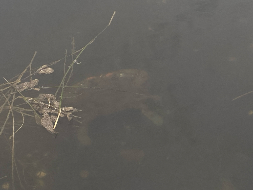 Atlantic Blue Crab