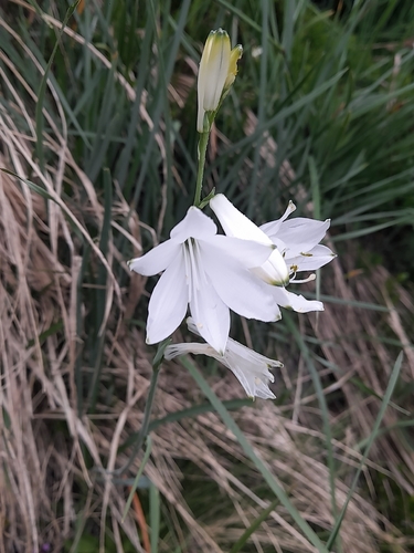 Paradisea liliastrum, photograph 1