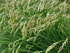 Festuca eskia