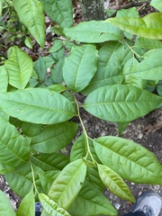 Oxydendrum