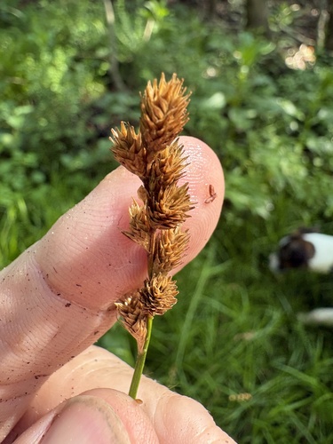 Carex tribuloides, photograph 4