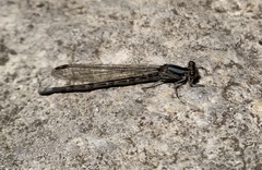 Argia immunda