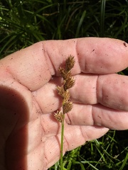 Carex tribuloides, photograph author not stated, no rights reserved