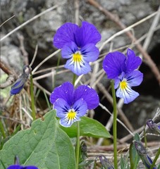Viola lutea lutea