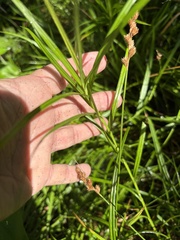 Carex tribuloides, photograph author not stated, no rights reserved