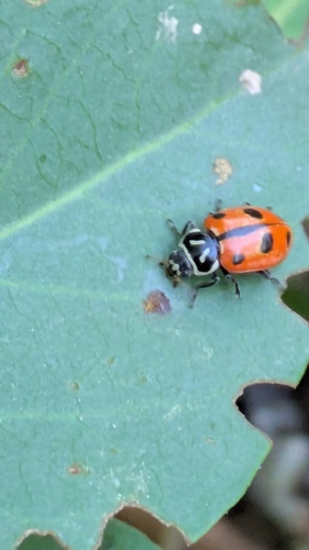 Sinuate Lady Beetle photo 2
