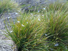 Orthrosanthus multiflorus