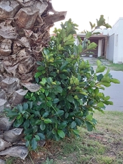 Ficus