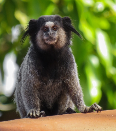Black-tufted-ear Marmoset
