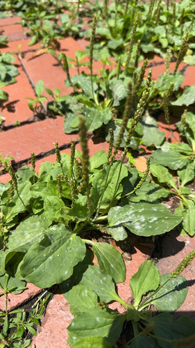 greater plantain