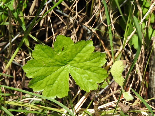 Hydrocotyle mexicana, photograph 6