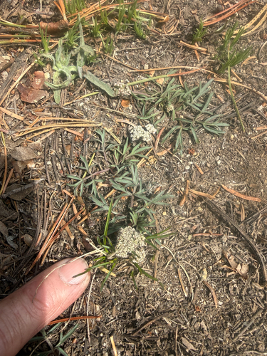 Lomatium geyeri observed 2026-05-24