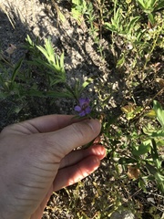 Dyschoriste linearis