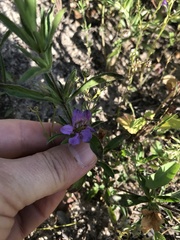 Dyschoriste linearis