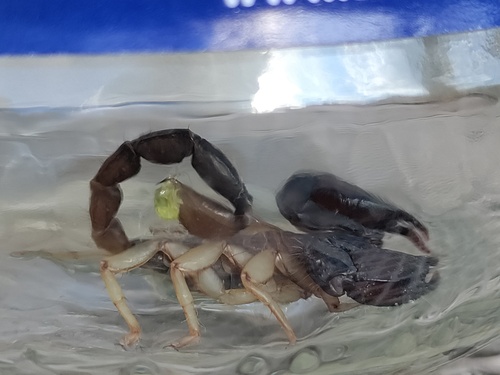 Euscorpius
