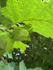 common hazel