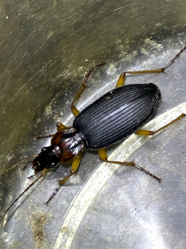 Dolichus halensis