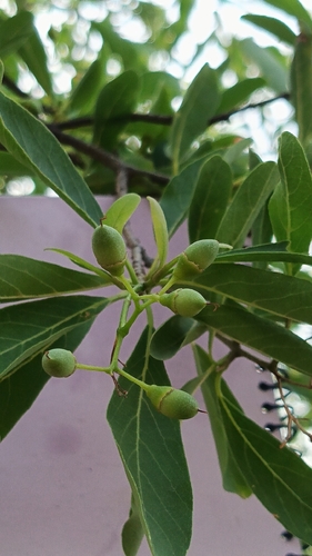 Grey-Leaved Saucerberry