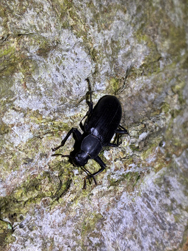 Promethis valgipes valgipes