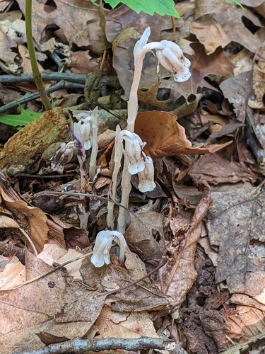 Ghost Pipe