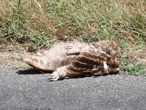 Tawny Owl