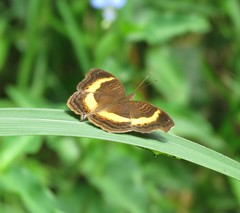 Junonia elgiva