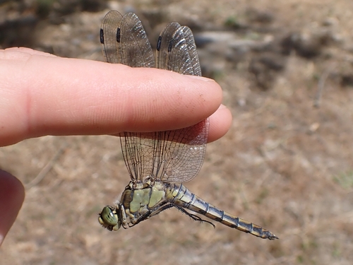 Black-tailed Skimmer