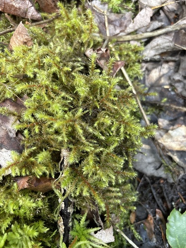 Pterobryopsis observed 2026-06-29