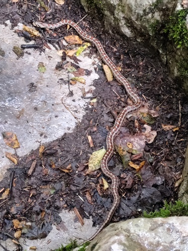 European Ratsnake
