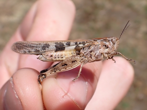 Slender Green-winged Grasshopper
