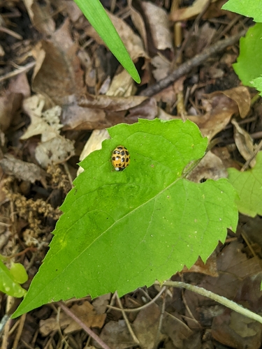 Asian Lady Beetle