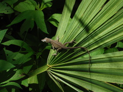 Anolis carolinensis